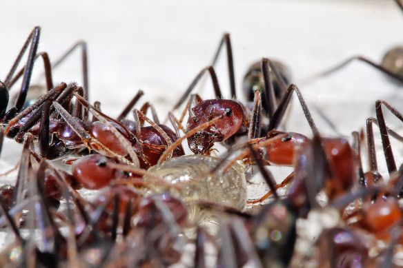 Ants feeding on a honey droplet